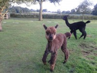 /album/alpies/boy-fun-jpg/